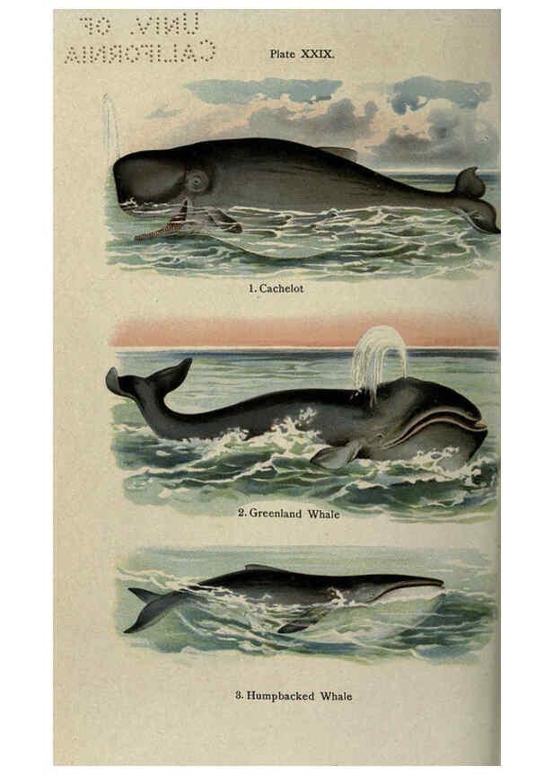 Reproducción/Reproduction 5984804935: The handy natural history Boston,R.G. Badger, The Gorham press,1910