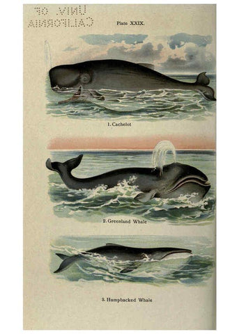 Reproducción/Reproduction 5984804935: The handy natural history Boston,R.G. Badger, The Gorham press,1910