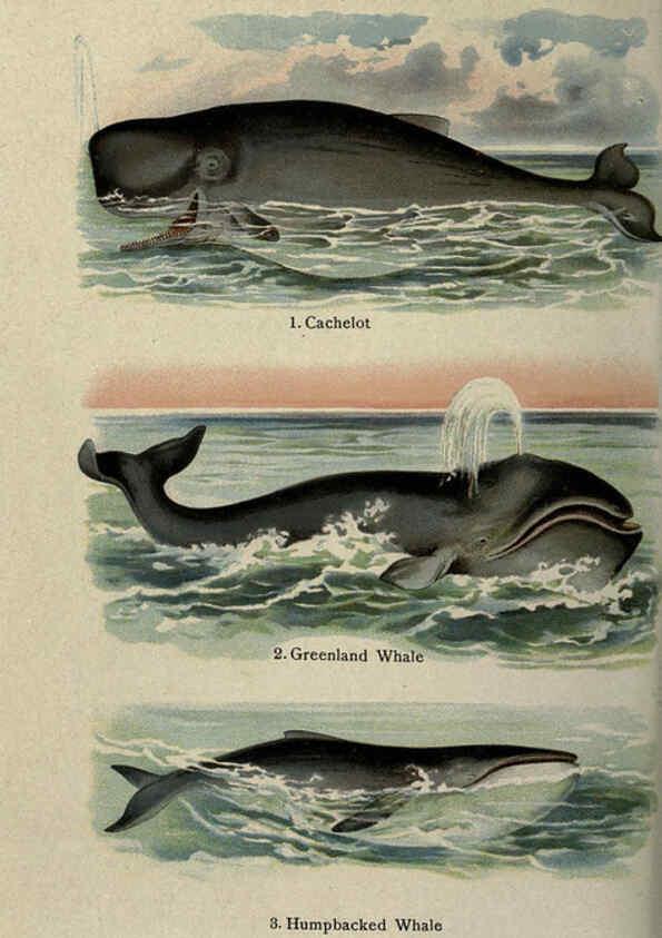 Reproducción/Reproduction 5984804935: The handy natural history Boston,R.G. Badger, The Gorham press,1910