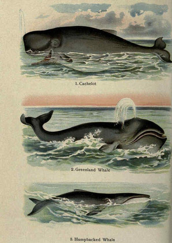 Reproducción/Reproduction 5984804935: The handy natural history Boston,R.G. Badger, The Gorham press,1910
