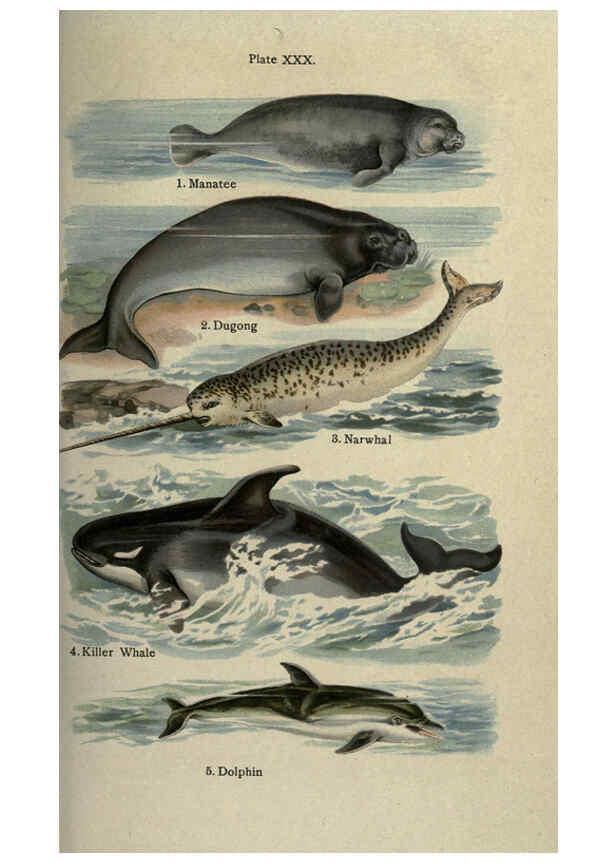 Reproducción/Reproduction 5985368276: The handy natural history Boston,R.G. Badger, The Gorham press,1910