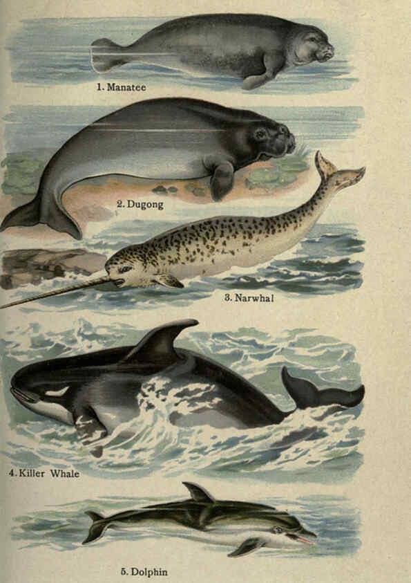 Reproducción/Reproduction 5985368276: The handy natural history Boston,R.G. Badger, The Gorham press,1910