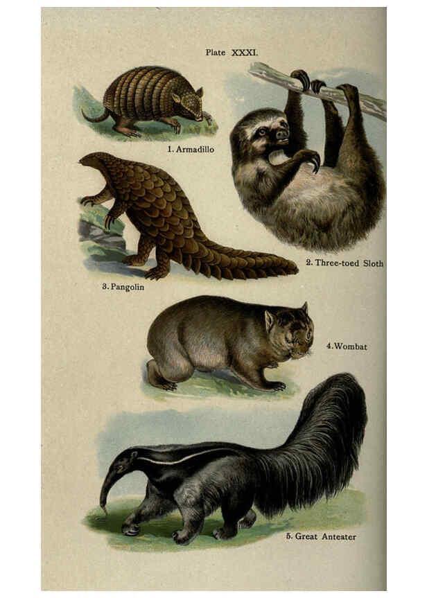 Reproducción/Reproduction 5985368596: The handy natural history Boston,R.G. Badger, The Gorham press,1910