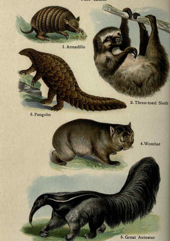 Reproducción/Reproduction 5985368596: The handy natural history Boston,R.G. Badger, The Gorham press,1910