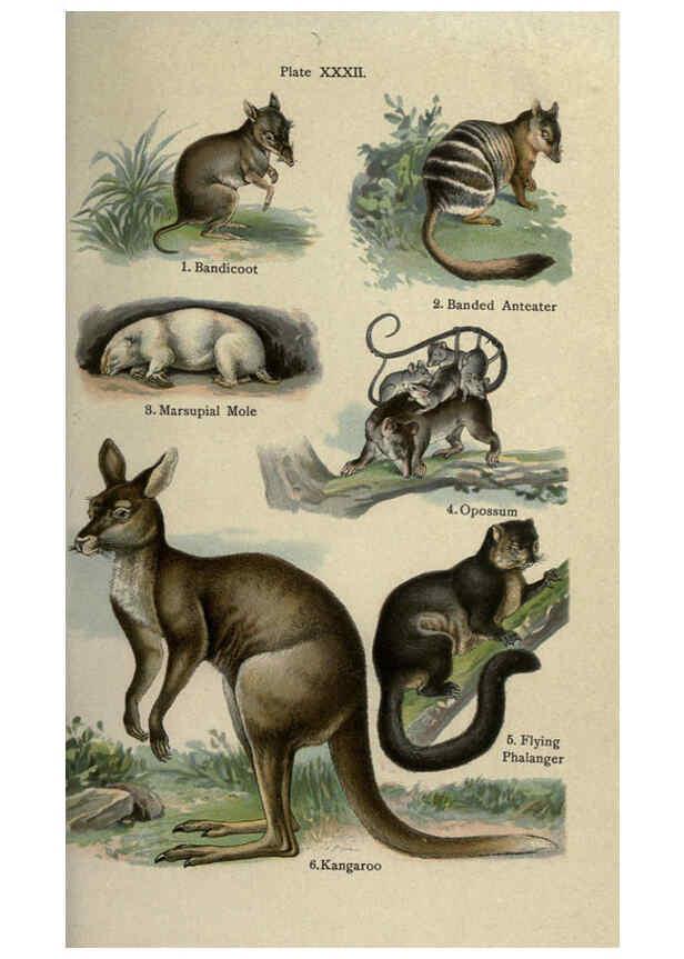 Reproducción/Reproduction 5984805767: The handy natural history Boston,R.G. Badger, The Gorham press,1910