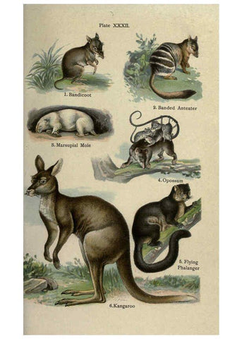 Reproducción/Reproduction 5984805767: The handy natural history Boston,R.G. Badger, The Gorham press,1910