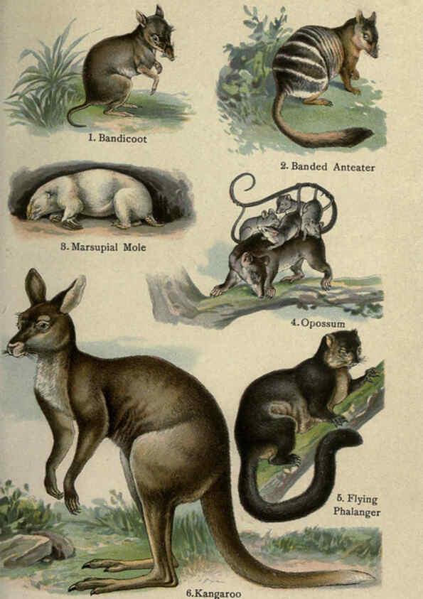 Reproducción/Reproduction 5984805767: The handy natural history Boston,R.G. Badger, The Gorham press,1910