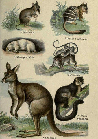Reproducción/Reproduction 5984805767: The handy natural history Boston,R.G. Badger, The Gorham press,1910