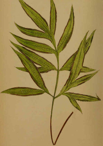 Reproducción/Reproduction 5984862659: Ferns: British and exotic V.4 London,Groombridge and Sons,1856-60