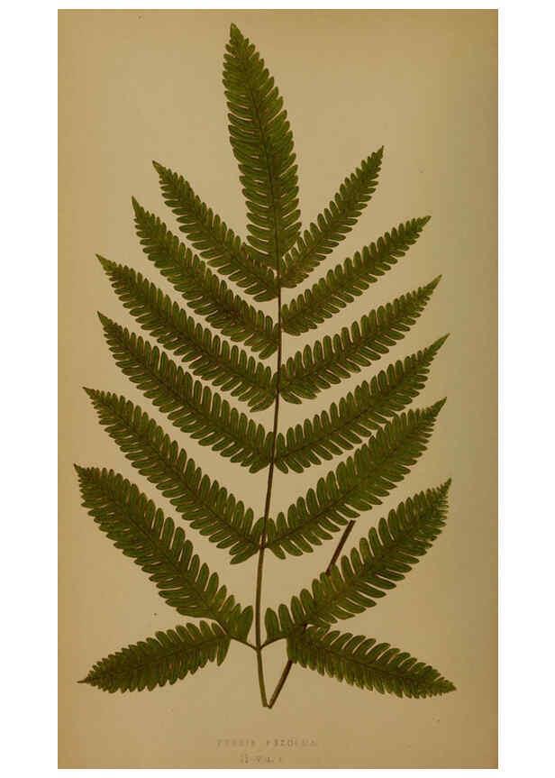 Reproducción/Reproduction 5984862867: Ferns: British and exotic V.4 London,Groombridge and Sons,1856-60