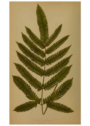 Reproducción/Reproduction 5984862867: Ferns: British and exotic V.4 London,Groombridge and Sons,1856-60