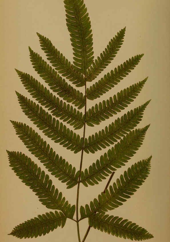 Reproducción/Reproduction 5984862867: Ferns: British and exotic V.4 London,Groombridge and Sons,1856-60