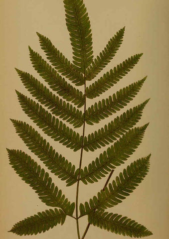 Reproducción/Reproduction 5984862867: Ferns: British and exotic V.4 London,Groombridge and Sons,1856-60