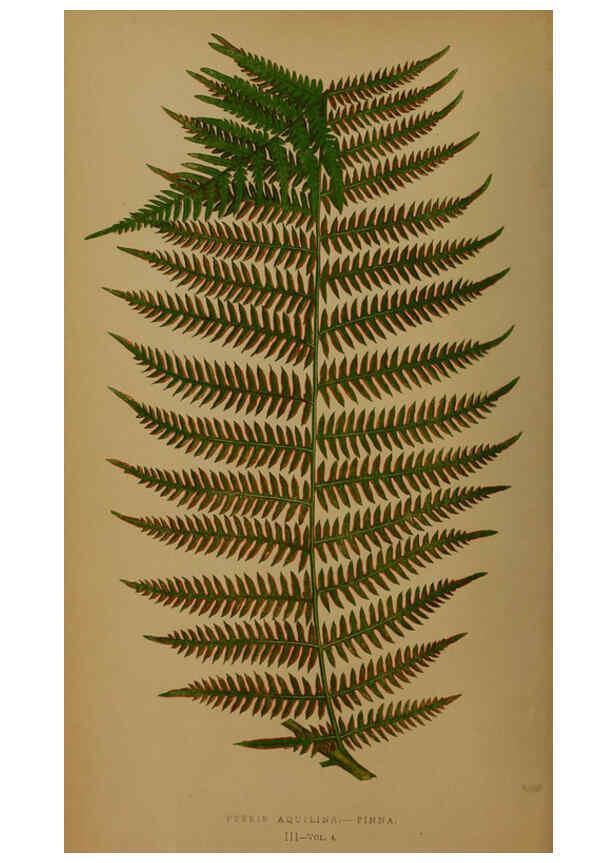 Reproducción/Reproduction 5985425990: Ferns: British and exotic V.4 London,Groombridge and Sons,1856-60