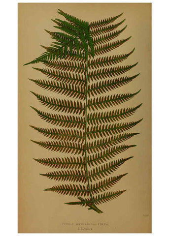 Reproducción/Reproduction 5985425990: Ferns: British and exotic V.4 London,Groombridge and Sons,1856-60