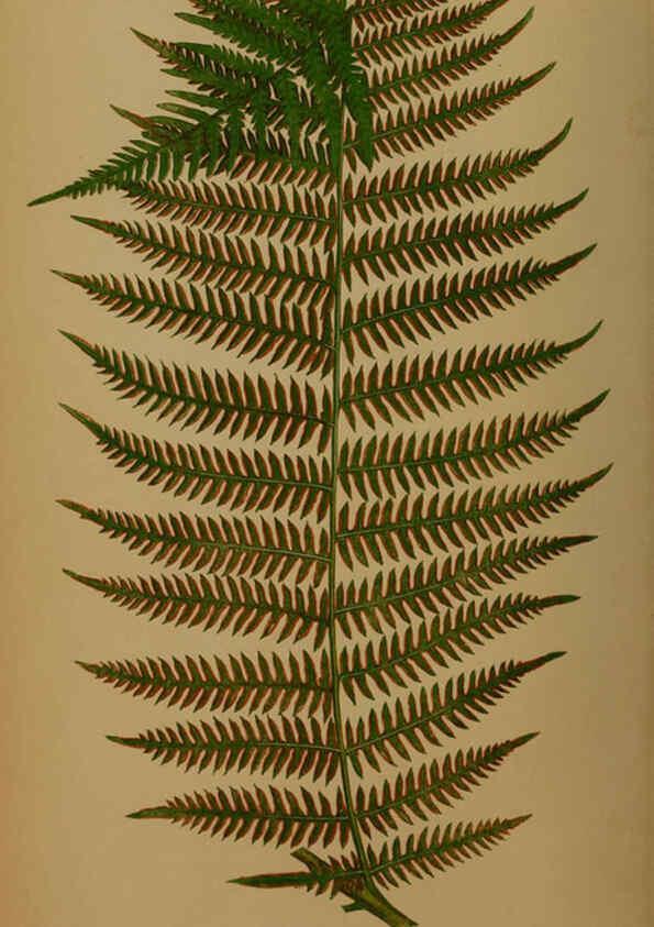 Reproducción/Reproduction 5985425990: Ferns: British and exotic V.4 London,Groombridge and Sons,1856-60