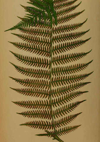 Reproducción/Reproduction 5985425990: Ferns: British and exotic V.4 London,Groombridge and Sons,1856-60