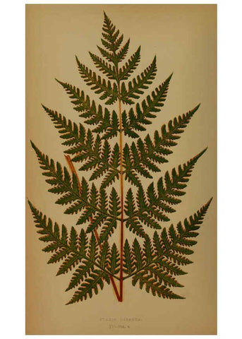 Reproducción/Reproduction 5985426208: Ferns: British and exotic V.4 London,Groombridge and Sons,1856-60