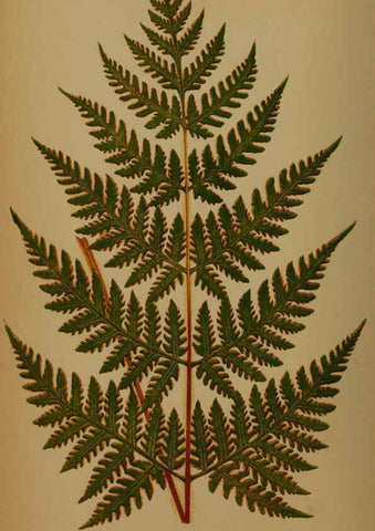 Reproducción/Reproduction 5985426208: Ferns: British and exotic V.4 London,Groombridge and Sons,1856-60