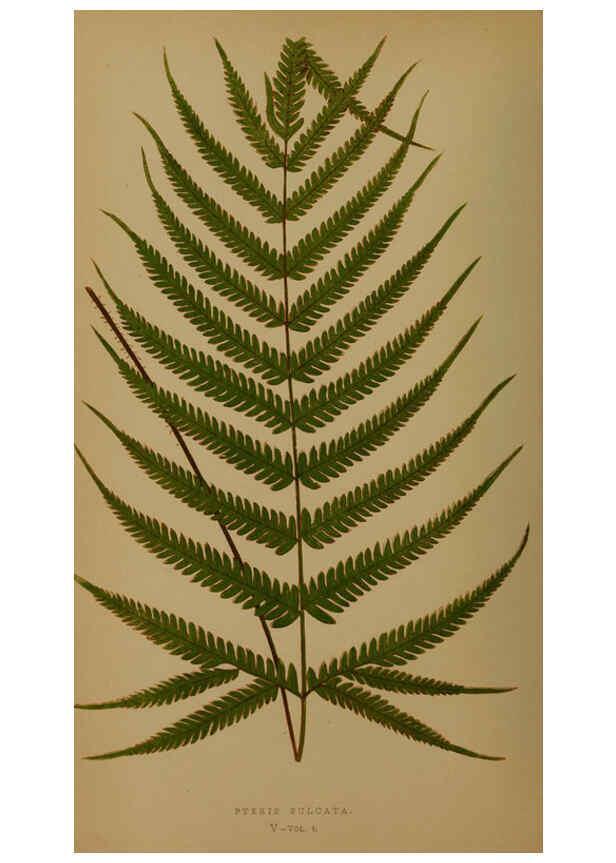 Reproducción/Reproduction 5984863675: Ferns: British and exotic V.4 London,Groombridge and Sons,1856-60