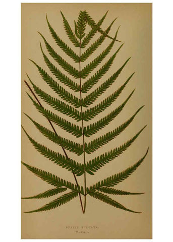 Reproducción/Reproduction 5984863675: Ferns: British and exotic V.4 London,Groombridge and Sons,1856-60