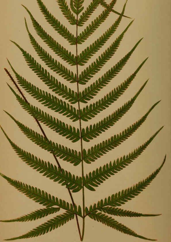 Reproducción/Reproduction 5984863675: Ferns: British and exotic V.4 London,Groombridge and Sons,1856-60