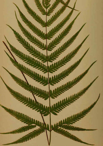 Reproducción/Reproduction 5984863675: Ferns: British and exotic V.4 London,Groombridge and Sons,1856-60