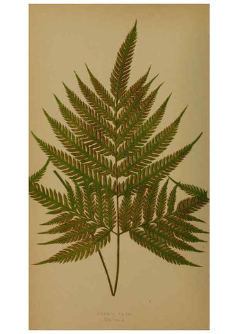 Reproducción/Reproduction 5984863877: Ferns: British and exotic V.4 London,Groombridge and Sons,1856-60