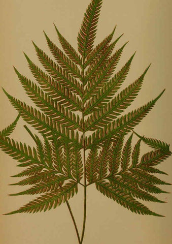 Reproducción/Reproduction 5984863877: Ferns: British and exotic V.4 London,Groombridge and Sons,1856-60