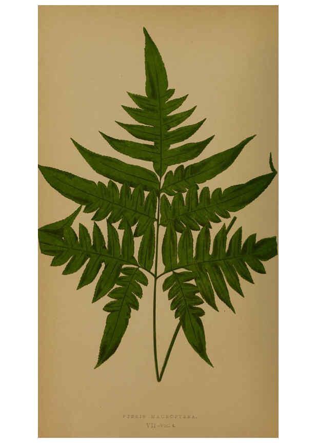 Reproducción/Reproduction 5984864069: Ferns: British and exotic V.4 London,Groombridge and Sons,1856-60