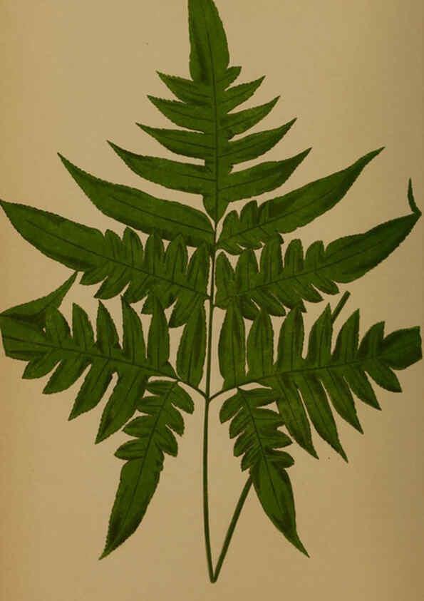 Reproducción/Reproduction 5984864069: Ferns: British and exotic V.4 London,Groombridge and Sons,1856-60