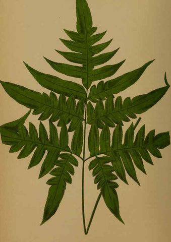 Reproducción/Reproduction 5984864069: Ferns: British and exotic V.4 London,Groombridge and Sons,1856-60