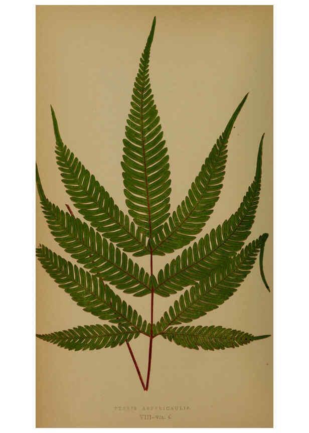 Reproducción/Reproduction 5984864289: Ferns: British and exotic V.4 London,Groombridge and Sons,1856-60