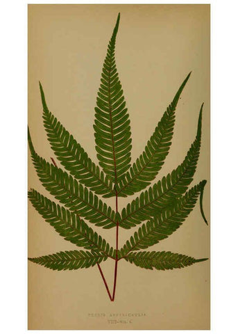 Reproducción/Reproduction 5984864289: Ferns: British and exotic V.4 London,Groombridge and Sons,1856-60