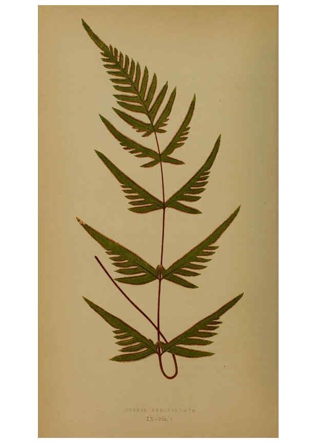 Reproducción/Reproduction 5984864765: Ferns: British and exotic V.4 London,Groombridge and Sons,1856-60