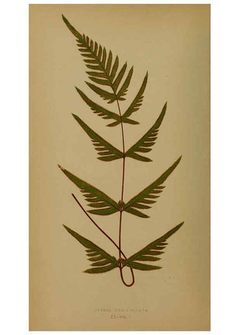 Reproducción/Reproduction 5984864765: Ferns: British and exotic V.4 London,Groombridge and Sons,1856-60