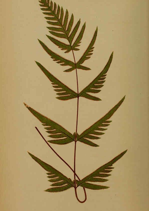 Reproducción/Reproduction 5984864765: Ferns: British and exotic V.4 London,Groombridge and Sons,1856-60