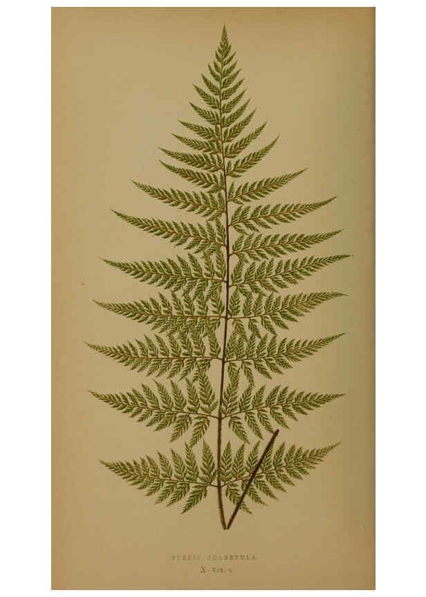 Reproducción/Reproduction 5984864963: Ferns: British and exotic V.4 London,Groombridge and Sons,1856-60