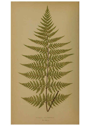 Reproducción/Reproduction 5984864963: Ferns: British and exotic V.4 London,Groombridge and Sons,1856-60