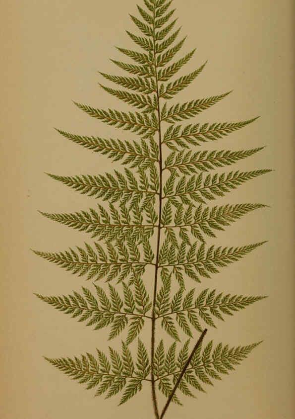 Reproducción/Reproduction 5984864963: Ferns: British and exotic V.4 London,Groombridge and Sons,1856-60