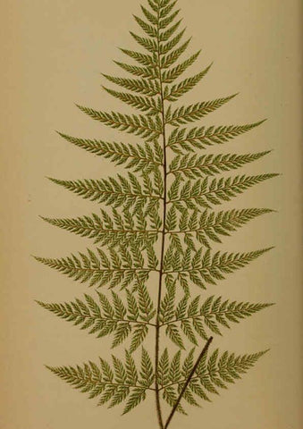 Reproducción/Reproduction 5984864963: Ferns: British and exotic V.4 London,Groombridge and Sons,1856-60