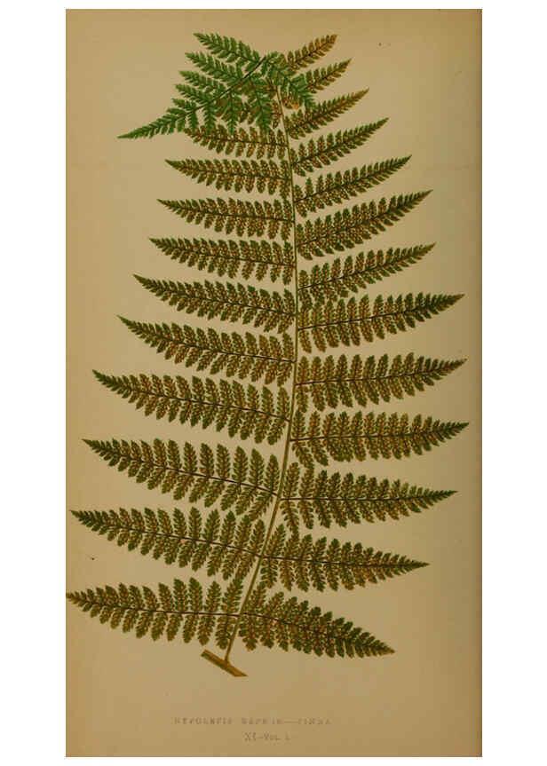 Reproducción/Reproduction 5985428020: Ferns: British and exotic V.4 London,Groombridge and Sons,1856-60