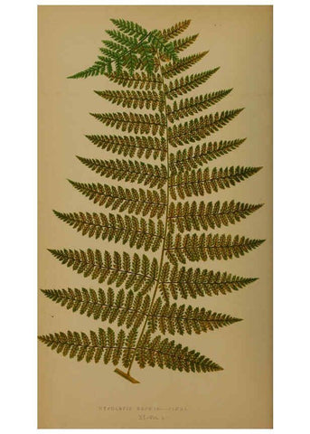 Reproducción/Reproduction 5985428020: Ferns: British and exotic V.4 London,Groombridge and Sons,1856-60