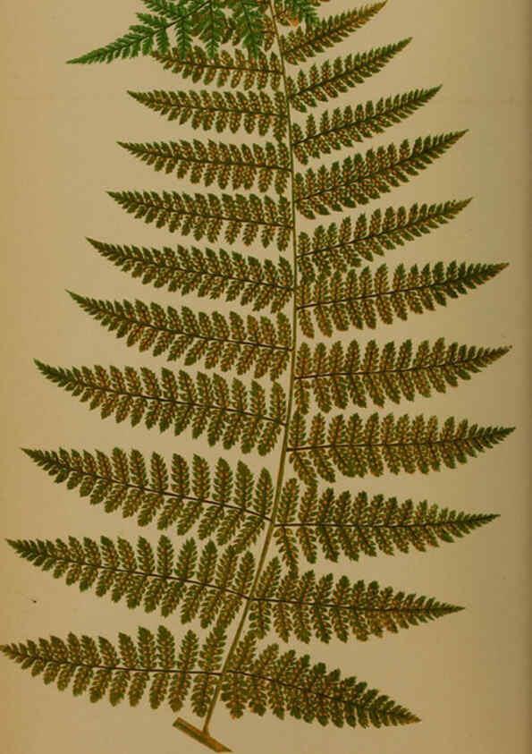 Reproducción/Reproduction 5985428020: Ferns: British and exotic V.4 London,Groombridge and Sons,1856-60