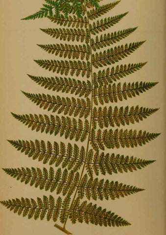 Reproducción/Reproduction 5985428020: Ferns: British and exotic V.4 London,Groombridge and Sons,1856-60