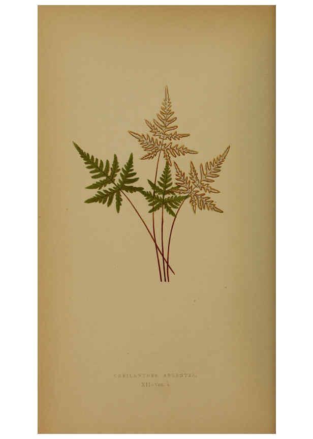 Reproducción/Reproduction 5984865451: Ferns: British and exotic V.4 London,Groombridge and Sons,1856-60