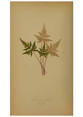 Reproducción/Reproduction 5984865451: Ferns: British and exotic V.4 London,Groombridge and Sons,1856-60