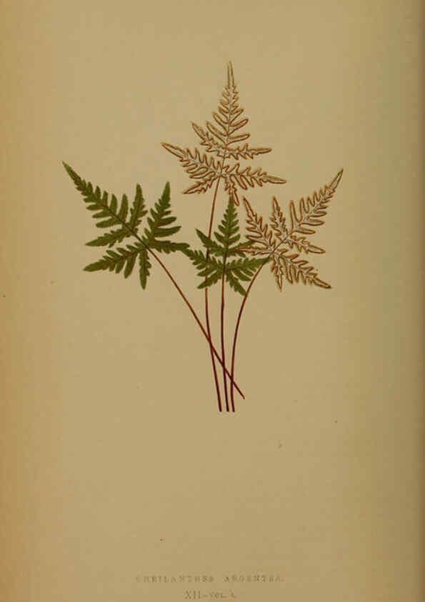 Reproducción/Reproduction 5984865451: Ferns: British and exotic V.4 London,Groombridge and Sons,1856-60