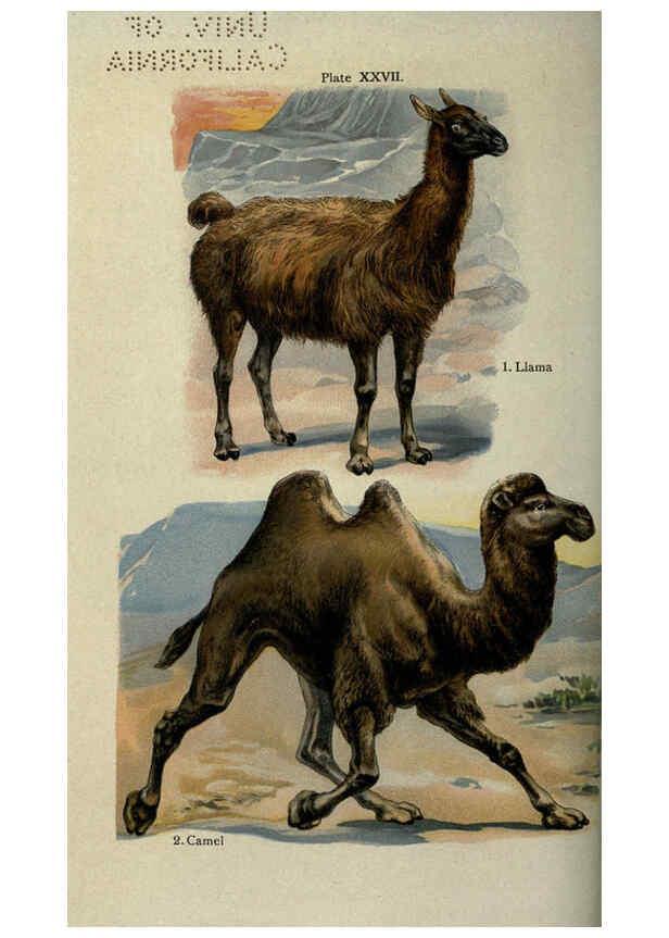 Reproducción/Reproduction 5984804521: The handy natural history Boston,R.G. Badger, The Gorham press,1910