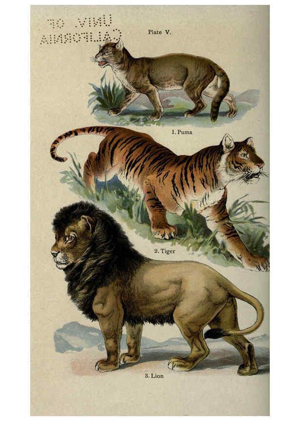 Reproducción/Reproduction 5985361932: The handy natural history Boston,R.G. Badger, The Gorham press,1910